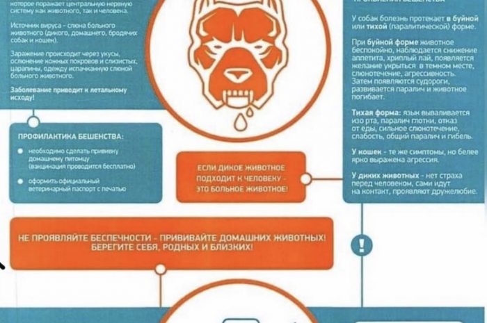 Осторожно бешенство